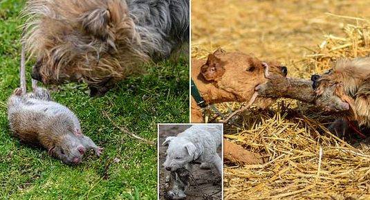 8 терьеров уничтожили 730 огромных крыс и спасли свиноферму - usa.one - Англия - Великобритания