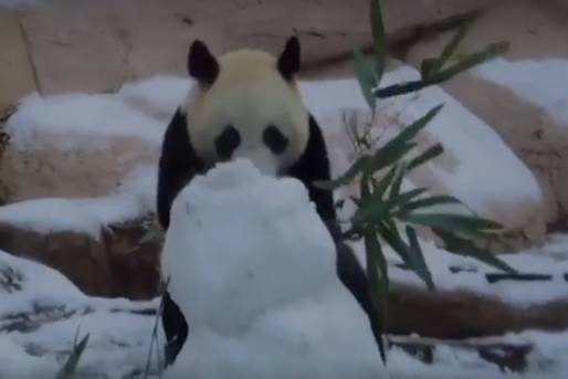 Панда Жуи набросилась на снеговика и покорила пользователей Сети - vm.ru