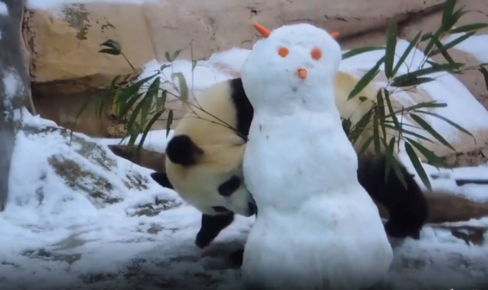 Набросившаяся на снеговика панда из Москвы умилила пользователей Сети - gazeta.a42.ru - Россия