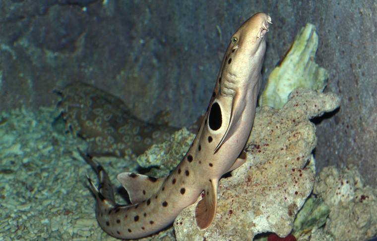 «Шагающие» акулы оказались венцом своей ветви эволюции - news.ru