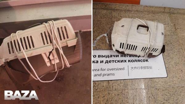В Москве у пассажира "Аэрофлота" погибли два кота у третьего диагностировали обморожение - nakanune.ru