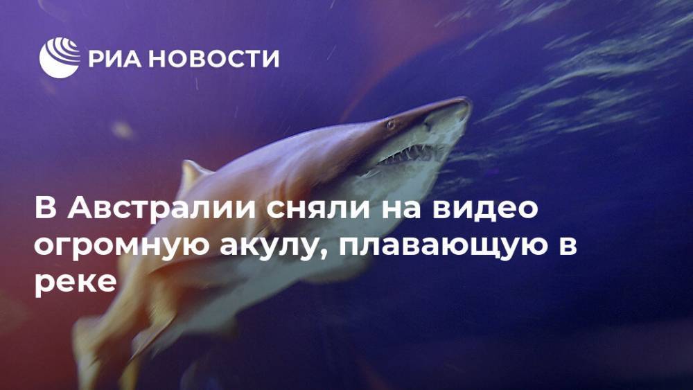 В Австралии сняли на видео огромную акулу, плавающую в реке - ria.ru - Москва