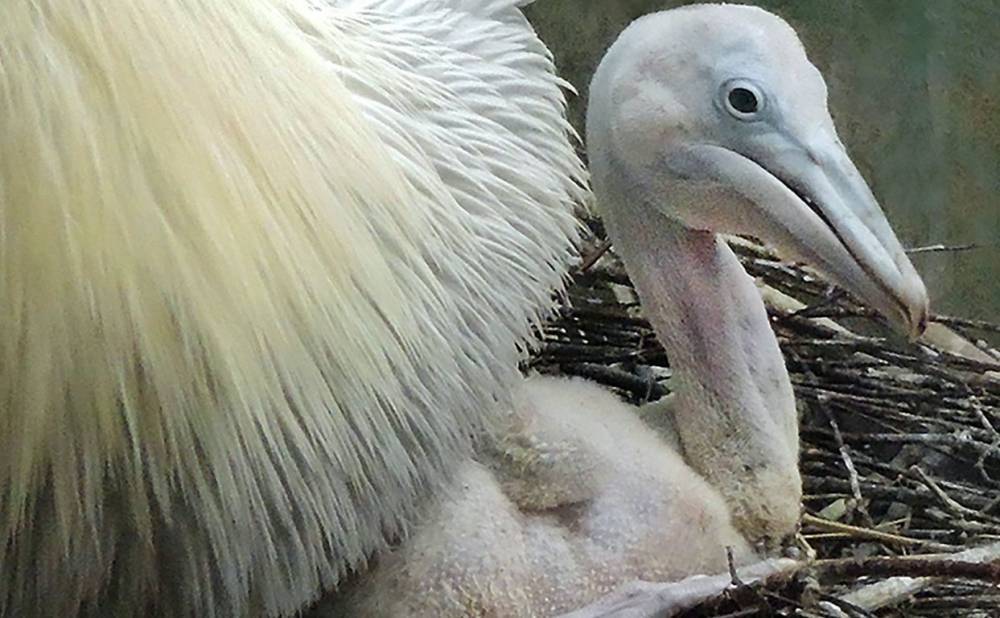 Редкие кудрявые пеликаны появились на свет в Московском зоопарке - vm.ru
