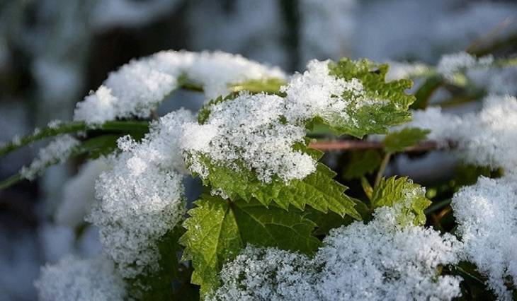 Эксперт рассказал о последствиях бесснежной зимы - mirnov.ru - Финляндия