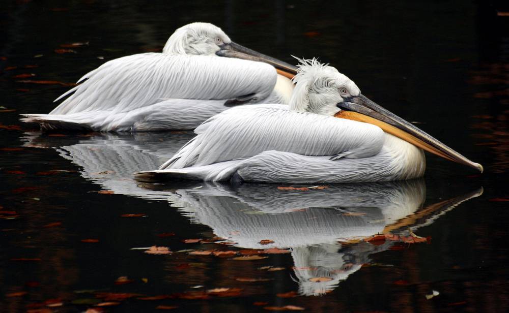 Светлана Акулова - Краснокнижные кудрявые пеликаны появились на свет в Московском зоопарке - politexpert.net