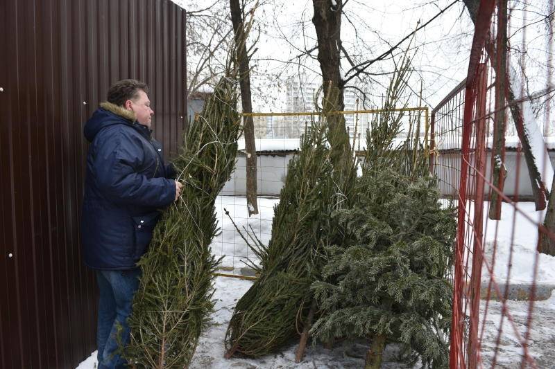 Пункты по утилизации новогодних елок открылись в Москве - vm.ru
