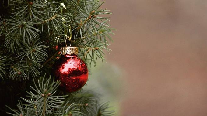 Горожане смогут сдать новогодние елки на переработку - piter.tv