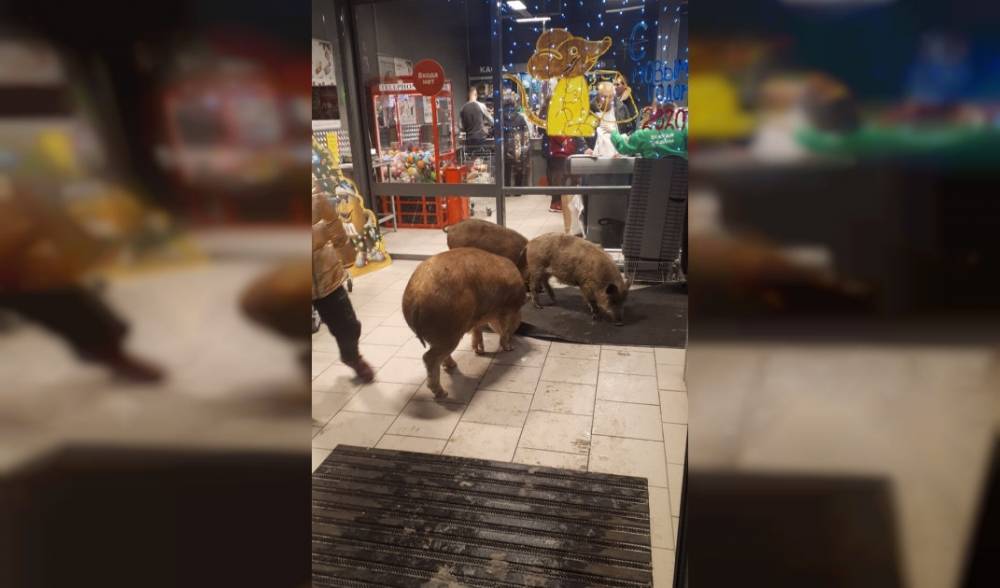 Видео: в Сибири три свиньи-дебоширки ворвались в магазин и выпили коньяк - readovka.news
