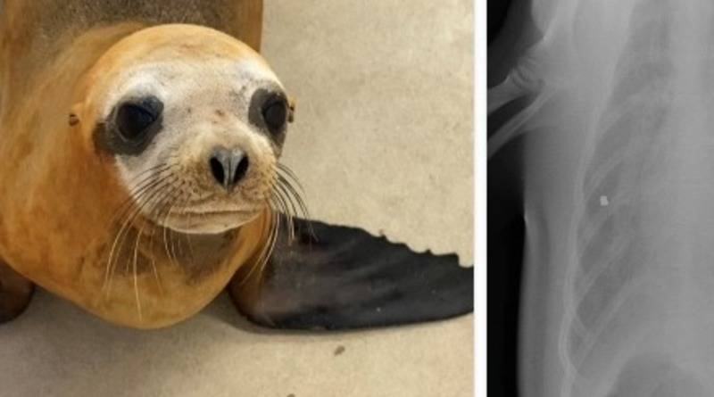 Ветеринарам пришлось усыпить спасенного морского льва, которого расстреляли из пневматики - usa.one - шт. Калифорния