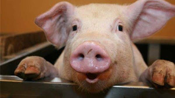 Тюменские свиньи устроили "пьяный дебош" в супермаркете: разбили и выпили коньяк - nakanune.ru - Тюмень
