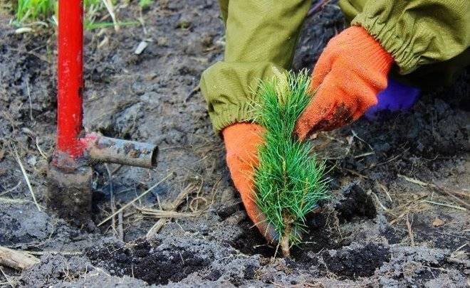 В 2020 году в каждом районе РТ заложат памятные посадки, скверы и аллеи в рамках празднования 100-летия ТАССР - realnoevremya.ru - республика Татарский - Татарстан