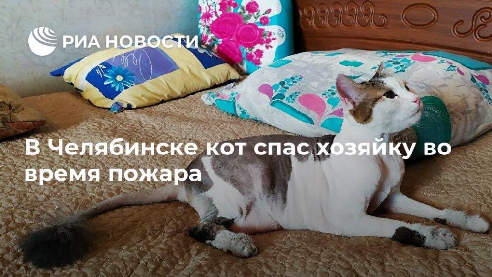 В Челябинске кот спас хозяйку во время пожара - ria.ru - Москва - Челябинск