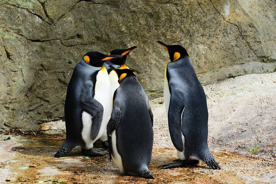 Популяция пингвинов в Антарктиде сократилась за полвека на 77% - Cursorinfo: главные новости Израиля - cursorinfo.co.il
