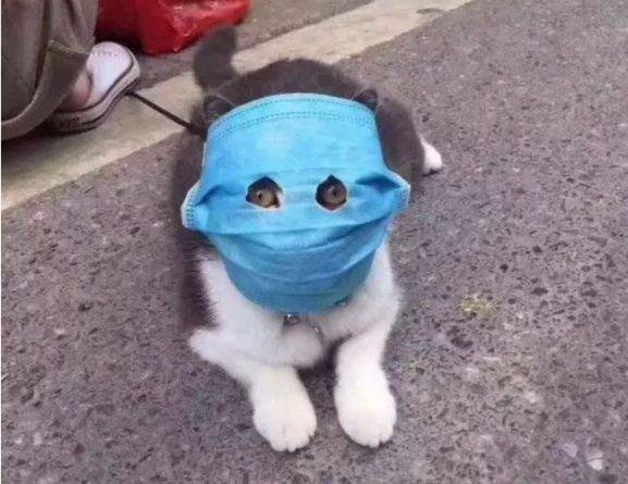 На кота надели медицинскую маску с прорезями для глаз, чтобы защитить от коронавируса - usa.one - Китай