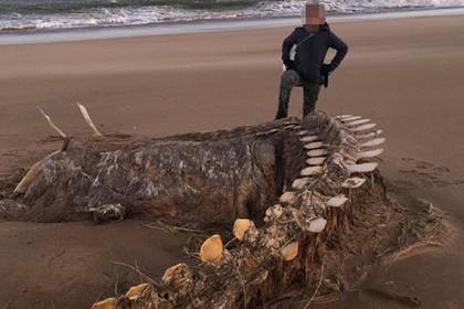 Гигантский скелет неопознанного существа вынесло на берег после шторма - lenta.ru - Англия - Шотландия