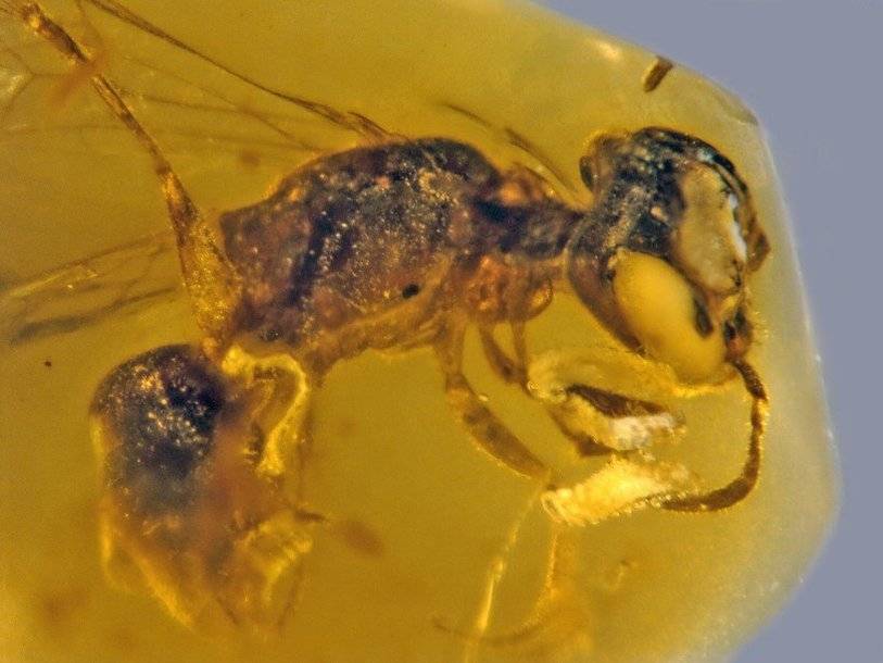 Древняя пчела сохранилась в янтаре вместе с паразитическими личинками - polit.ru - Бирма - штат Орегон