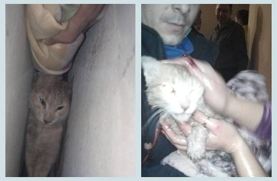 “Кричал, как ребенок”: кота чудом спасли благодаря смекалке волонтеров - readovka.news - Красноярск