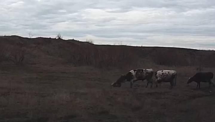 Разъяренный бык насмерть растерзал рабочего в Ставропольском крае - vesti.ru - Ставрополье - Светлоград