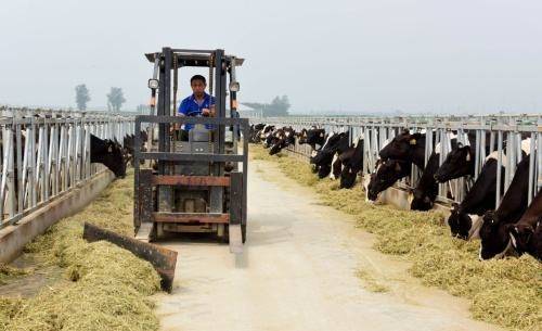 К 2025 г. механизация животноводства в Китае превысит 50% - nakanune.ru - Китай