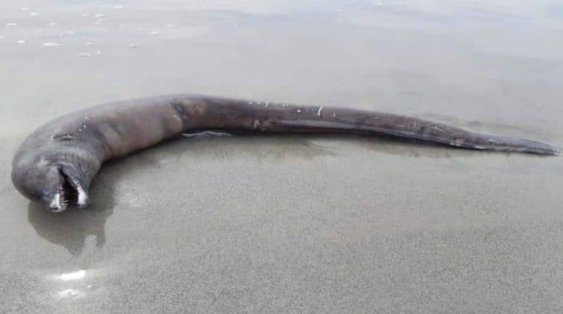 Неизвестное существо с головой дельфина и змеиным хвостом нашли на побережье Тихого океана - usa.one - Мексика