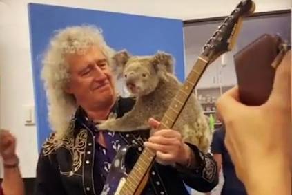 Брайан Мэй - Участник группы Queen сыграл на гитаре для выжившей в пожаре коалы - vm.ru - Австралия