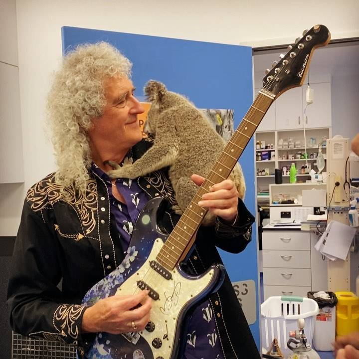 Брайан Мэй - Гитарист Queen сыграл для спасенной из пожара коалы - tvc.ru - Австралия - Брисбен