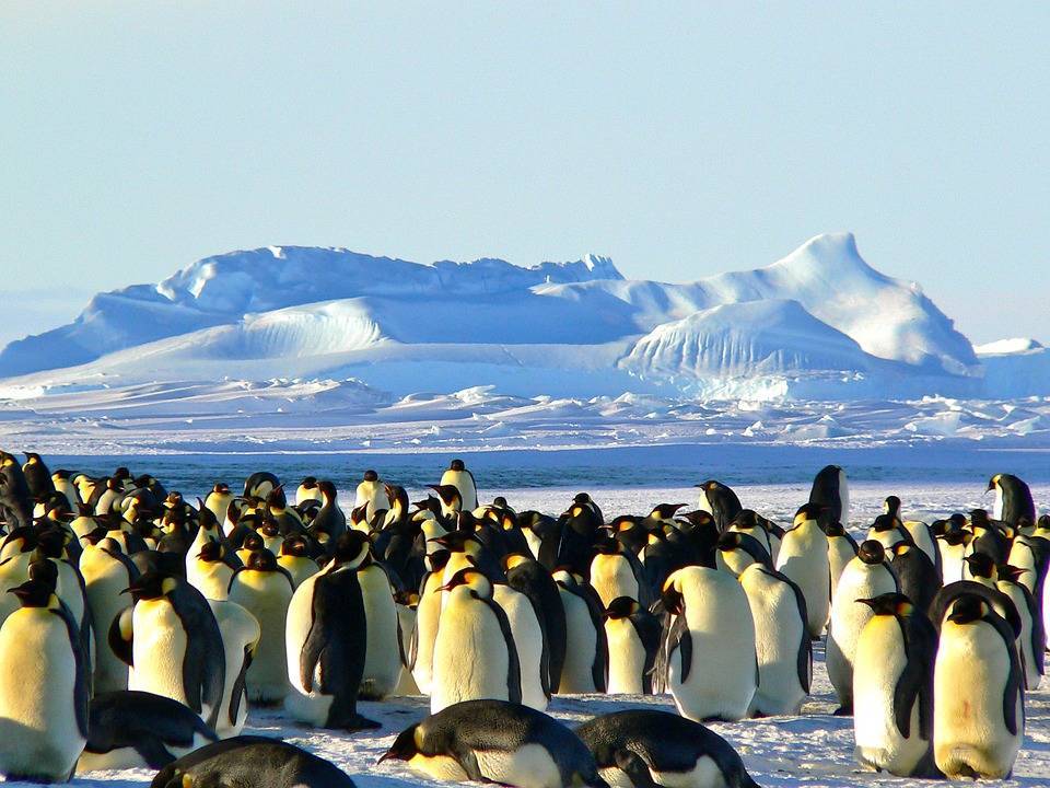 В Антарктике зафиксировали рекордно высокую температуру - Cursorinfo: главные новости Израиля - cursorinfo.co.il - Израиль - Бразилия - Антарктида