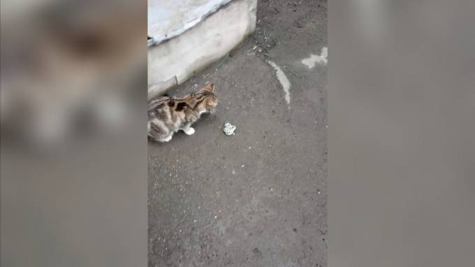 Кошка загрызла змею у станции метро "Владимирская" - piter.tv - Санкт-Петербург