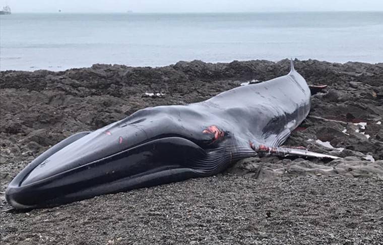 18-метрового кита нашли на морском берегу в Великобритании - news.ru - Англия - Великобритания