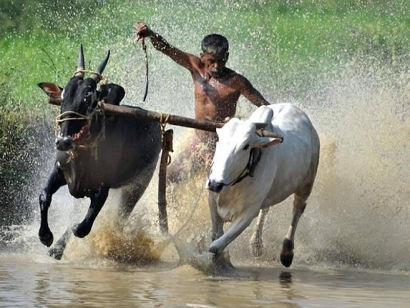 Индус в компании двух буйволов пробежал стометровку быстрее рекордного времени Уссейна Болта - dayonline.ru - Индия