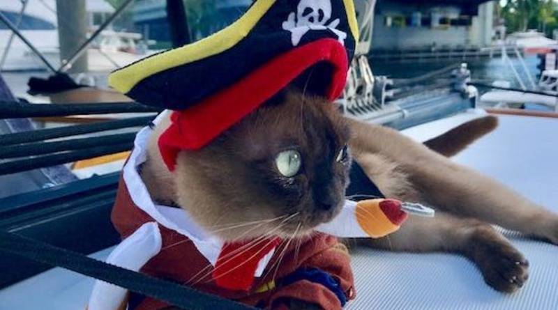 Бесстрашная кошка-пират провела всю жизнь, путешествуя по океану со своими хозяевами (фото) - usa.one