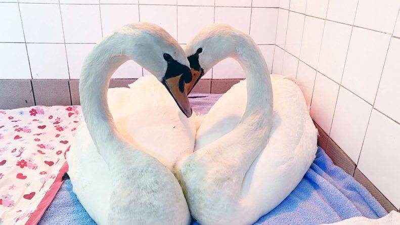 Валентин СВЯТОЙ (Святой) - На фото спасенные лебеди образовали сердце, склонив друг к друг головы - usa.one - Великобритания