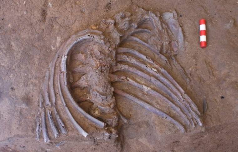 Находка в пещере Шанидар изменила мнение учёных о похоронах неандертальцев - news.ru
