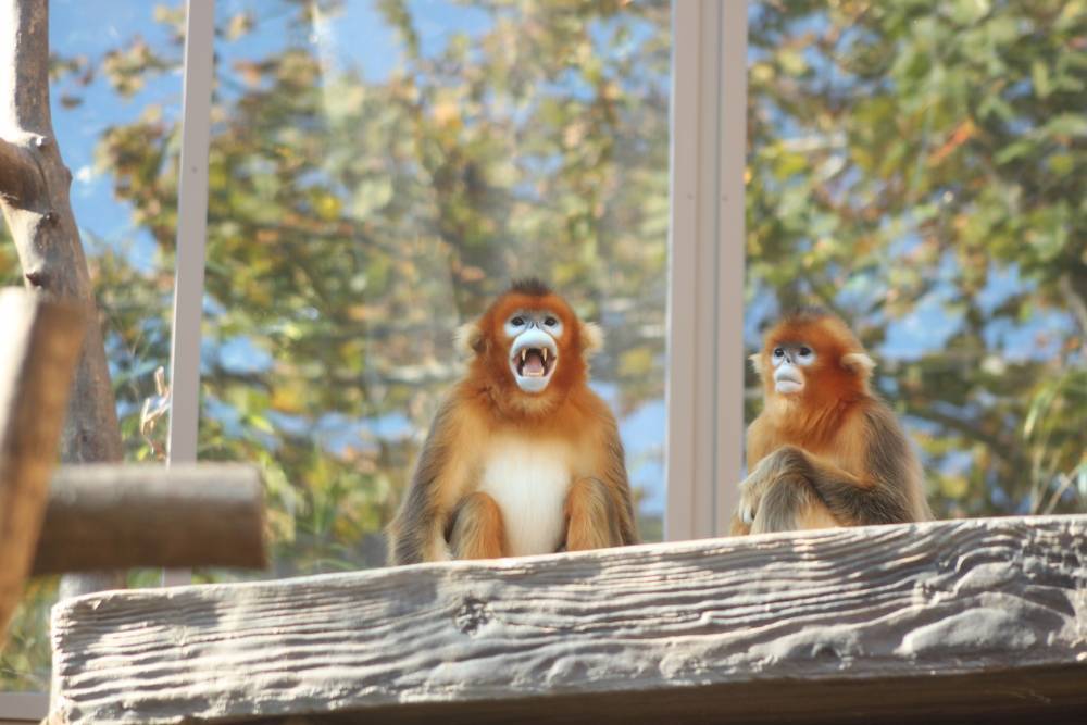 Светлана Акулова - Московский зоопарк решил привезти из Китая золотых обезьян - vm.ru - Китай