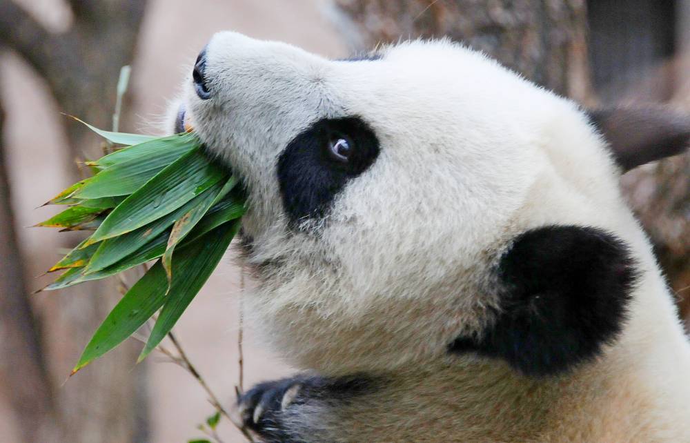 Светлана Акулова - Московский зоопарк нашел альтернативу китайскому бамбуку для панд - vm.ru - Китай - Голландия