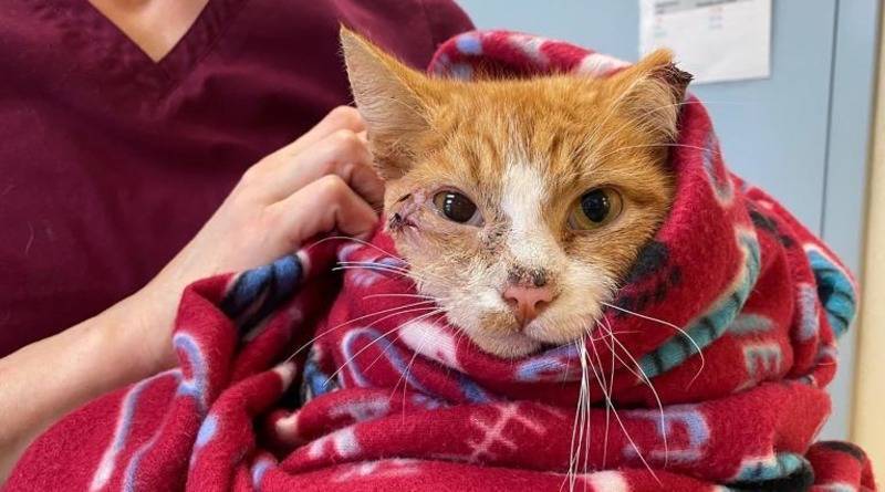 Кот проходил неделю со стрелой в голове, выжил и выздоравливает после операции - usa.one - штат Виргиния
