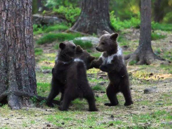 Фотограф-любитель заснял "танец" трех медвежат в лесу - usa.one - Финляндия