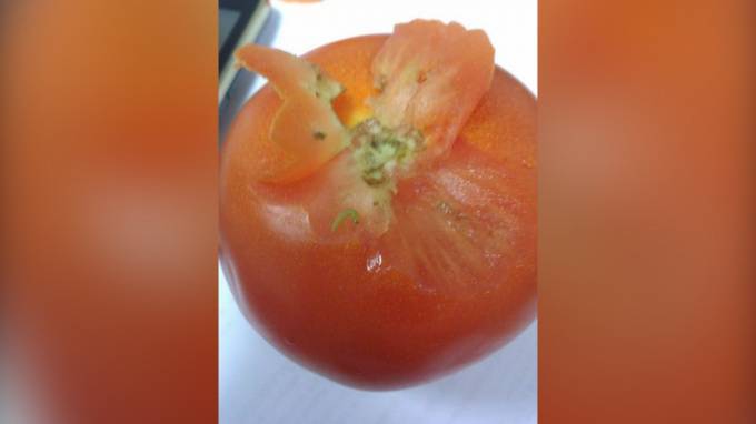В Петербург не пустили более 18 тонн зараженных томатов - piter.tv - Санкт-Петербург - Марокко - Россельхознадзор
