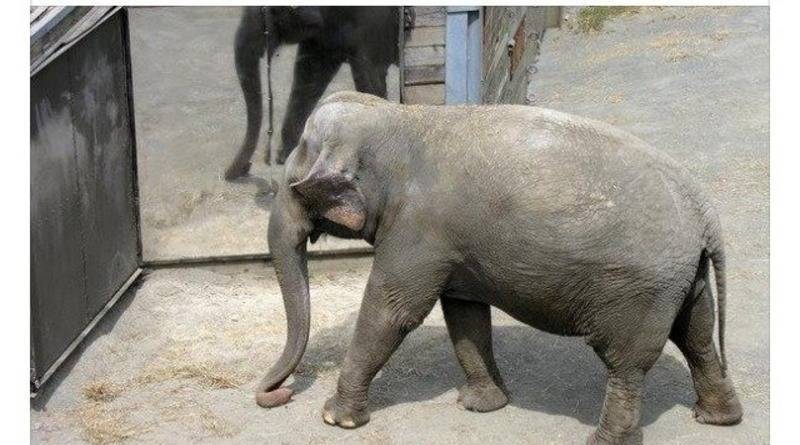 Суд: слон «не является человеком», и потому его не освободят из зоопарка Нью-Йорка - usa.one - Нью-Йорк - Манхэттен