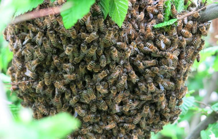 Рой из 40 тысяч пчёл покусал пятерых человек в США - news.ru - США - Америка