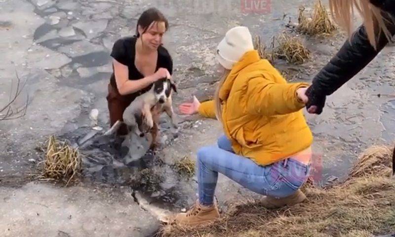 Многодетная россиянка нырнула в пруд, чтобы спасти собаку - bloknot.ru