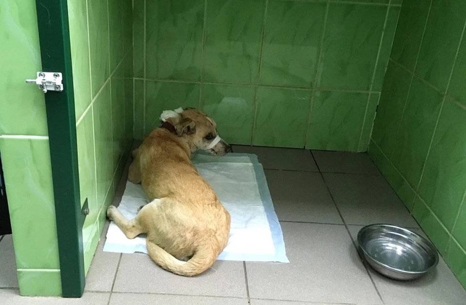 Добрые сибиряки все вместе спасали собаку, которую ветврач предложил усыпить - readovka.news
