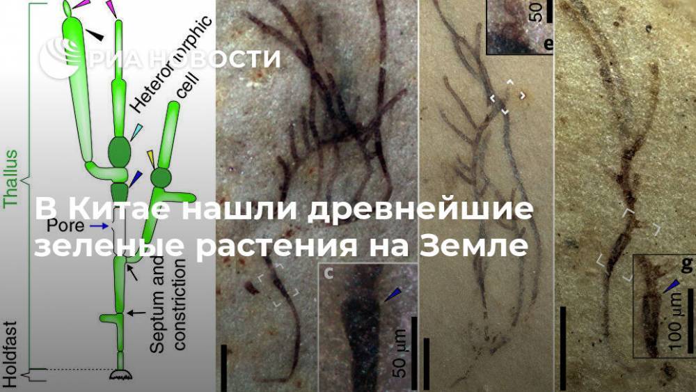 В Китае нашли древнейшие зеленые растения на Земле - ria.ru - Москва - Китай