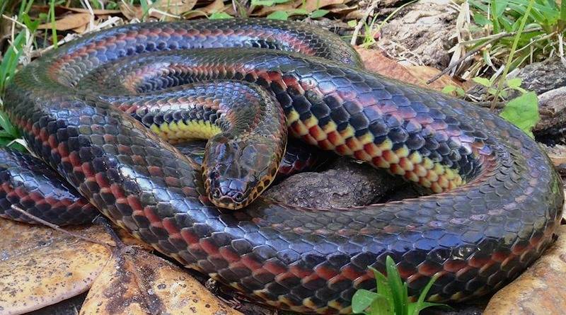 Во Флориде сфотографировали редкую радужную змею - usa.one - шт.Флорида