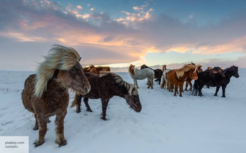 Авторы Sohu впечатлены учениями русских курсантов и боевых коней в Арктике - politros.com - Китай