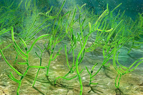 Вирджиния - В Китае нашли водоросль возрастом в миллиард лет - trud.ru - Китай - США - Далянь