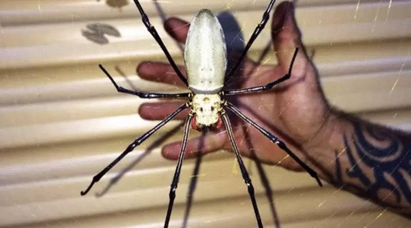 Мужчина обнаружил в своем доме огромного «паука-монстра» и сделал фото - usa.one - Австралия