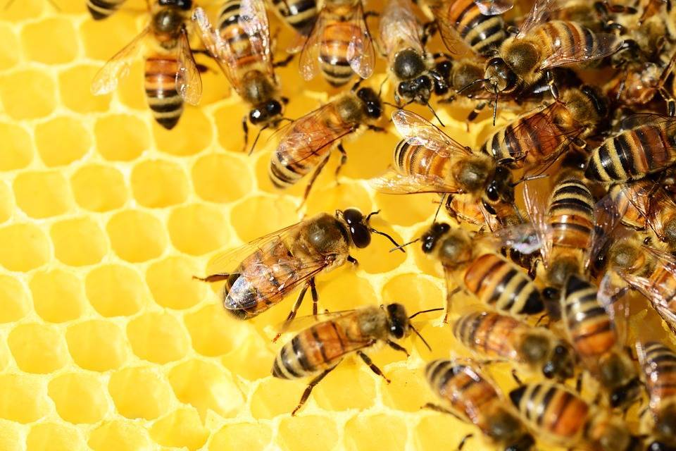 На американский город напал рой из 40 тысяч пчел - Cursorinfo: главные новости Израиля - cursorinfo.co.il - США - Израиль - Нападение