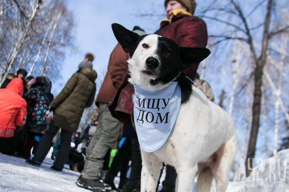 Мэрия Кемерова потратит более 8 миллионов рублей на бездомных животных - gazeta.a42.ru - Кемерово