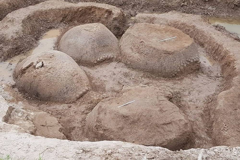 Найдены огромные панцири одновременно умерших древних загадочных животных - gazeta.a42.ru - Аргентина - Буэнос-Айрес